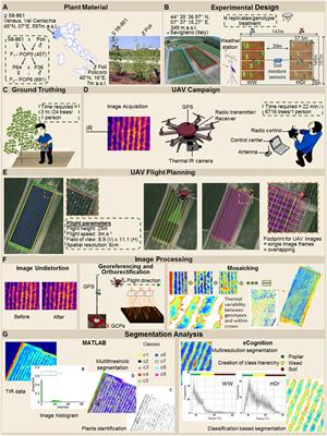 UAV-Based Thermal Imaging for High-Throughput Field Phenotyping of Black Poplar Response to Drought